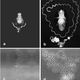 Sperm yarn! (Image: Nature)